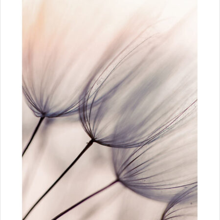 Πόστερ ABSTRACT DANDELION FLOWERS - Botanical - Λουλούδια Sticky 2