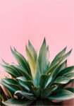 Πόστερ ALOE ON PINK BG