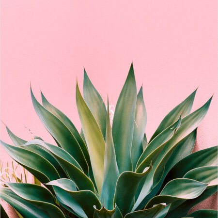 Πόστερ ALOE ON PINK BG - Botanical - Λουλούδια Sticky 2