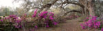 Πίνακας Πανοραμικός AZALEA