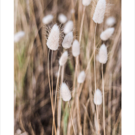 Πόστερ BEIGE FIELD - Botanical - Λουλούδια Sticky 2