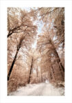 Πόστερ BEIGE WINTER FOREST