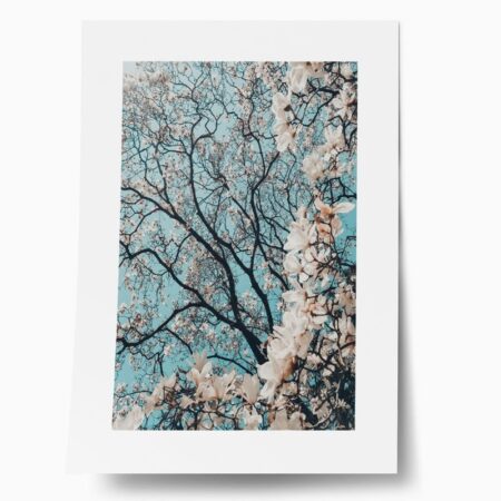 Πόστερ CHERRY BLOSSOM - Botanical - Λουλούδια Sticky 1