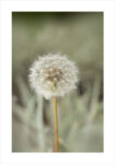 Πόστερ DANDELION