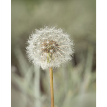 Πόστερ DANDELION - Τοπια - Φυση Sticky 2