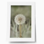 Πόστερ DANDELION