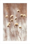 Πόστερ DRY PLANTS