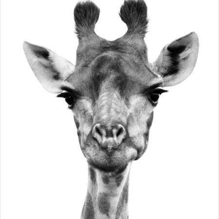 Πόστερ GIRAFFE CLOSEUP BW - Παιδικά Sticky 2
