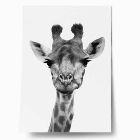 Πόστερ GIRAFFE CLOSEUP BW - Παιδικά Sticky 1