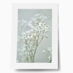 Πόστερ GYPSOPHILA