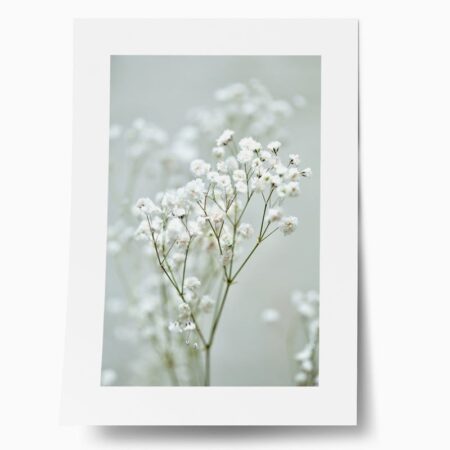 Πόστερ GYPSOPHILA - Botanical - Λουλούδια Sticky 1