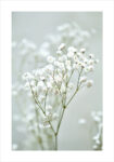 Πόστερ GYPSOPHILA