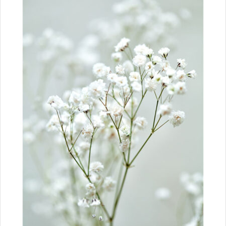 Πόστερ GYPSOPHILA - Botanical - Λουλούδια Sticky 2