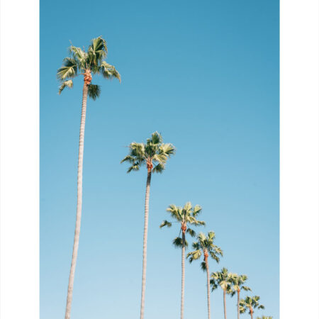 Πόστερ PALM TREES IN BLUE SKY - Τοπια - Φυση Sticky 2
