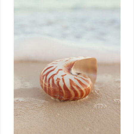 Πόστερ SEA SHELL ON SAND - Ζωα Sticky 2