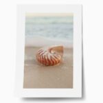Πόστερ SEA SHELL ON SAND
