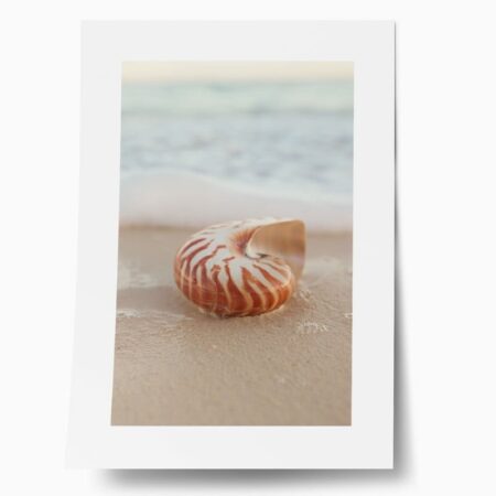 Πόστερ SEA SHELL ON SAND - Ζωα Sticky 1