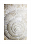 Πόστερ SHELL MACRO