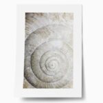 Πόστερ SHELL MACRO