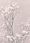 Πόστερ SPRING WHITE FLOWERS