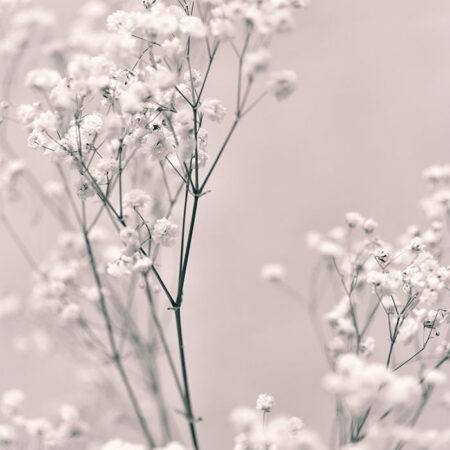 Πόστερ SPRING WHITE FLOWERS - Botanical - Λουλούδια Sticky 2