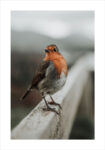 Πόστερ TAME ROBIN