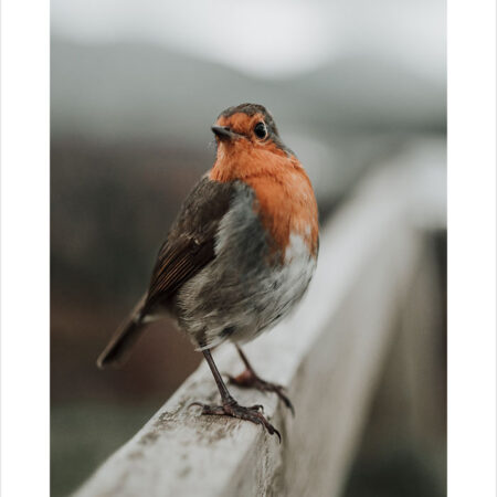 Πόστερ TAME ROBIN - Ζωα Sticky 2