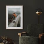Πόστερ TAME ROBIN