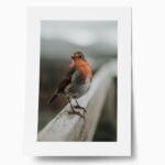 Πόστερ TAME ROBIN