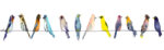 Πίνακας Πανοραμικός WATERCOLOR BIRDS ON WIRE