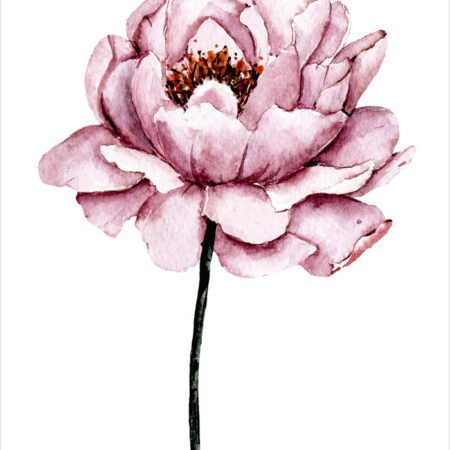 Πόστερ WATERCOLOR PEONY - Botanical - Λουλούδια Sticky 2