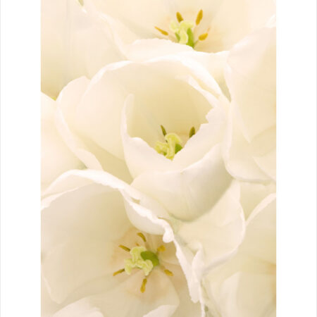 Πόστερ WHITE TULIP FLOWERS - Botanical - Λουλούδια Sticky 2