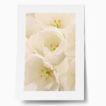 Πόστερ WHITE TULIP FLOWERS