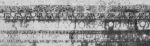 Πίνακας Πανοραμικός σε καμβά ANCIENT GREEK INSCRIPTION