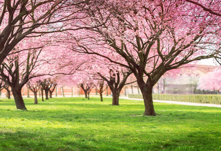 Πίνακας Πανοραμικός σε καμβά CHERRY BLOSSOM TREES ALLEY IN GARDEN - Ανθη Δεντρων Sticky 5