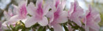 Πίνακας Πανοραμικός σε καμβά GROUP OF PINK AZALEAS
