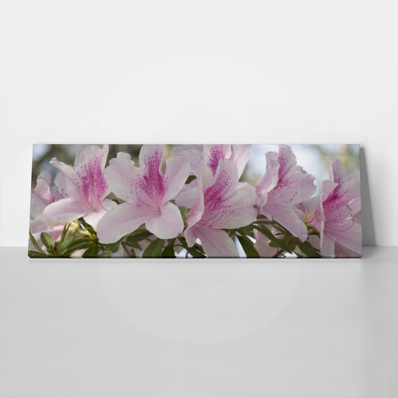 Πίνακας Πανοραμικός σε καμβά GROUP OF PINK AZALEAS