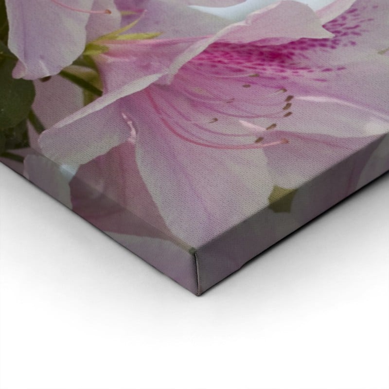 Πίνακας Πανοραμικός σε καμβά GROUP OF PINK AZALEAS