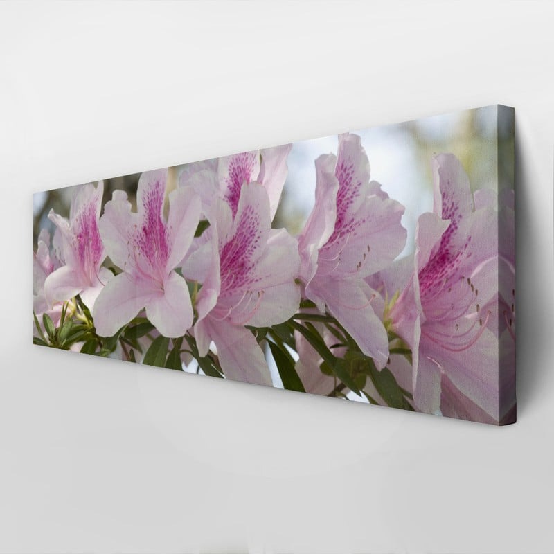 Πίνακας Πανοραμικός σε καμβά GROUP OF PINK AZALEAS