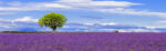 Πίνακας Πανοραμικός LAVENDER FIELD