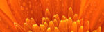 Πίνακας Πανοραμικός ORANGE DAISY