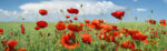 Πίνακας Πανοραμικός σε καμβά POPPIES AND CLOUDS