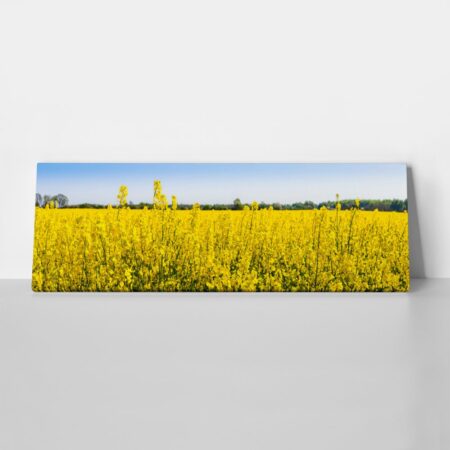 Πίνακας Πανοραμικός σε καμβά RAPESEED FLOWERS IN SPRINGTIME - Υπαιθρος Sticky 1