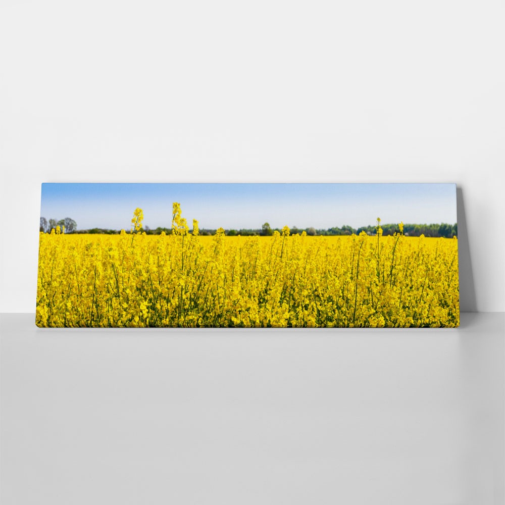 Πίνακας Πανοραμικός σε καμβά RAPESEED FLOWERS IN SPRINGTIME