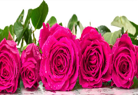 Πίνακας Πανοραμικός σε καμβά ROSES WITH DEW DROPS - Τριανταφυλλα Sticky 5