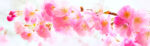 Πίνακας Πανοραμικός σε καμβά SAKURA BRANCH PINK CHERRY