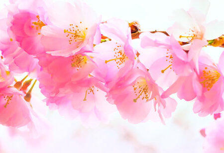 Πίνακας Πανοραμικός σε καμβά SAKURA BRANCH PINK CHERRY - Ανθη Δεντρων Sticky 5