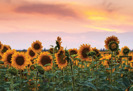 Πίνακας Πανοραμικός SUNFLOWERS SUNSET - Ηλιανθοι Sticky 5