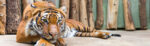 Πίνακας Πανοραμικός TIGER