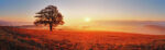 Πίνακας Πανοραμικός TREE FIELD